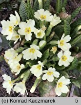 Primula vulgaris (pierwiosnek bezłodygowy)