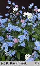 Myosotis sylvatica (niezapominajka leśna)