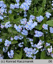 Myosotis sylvatica (niezapominajka leśna)