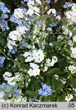 Myosotis sylvatica (niezapominajka leśna)