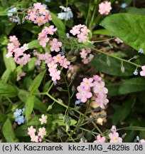 Myosotis sylvatica (niezapominajka leśna)