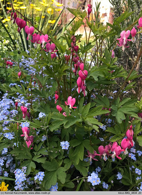 Dicentra spectabilis (serduszka okazałe)