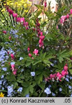 Dicentra spectabilis (serduszka okazałe)