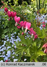 Dicentra spectabilis (serduszka okazałe)