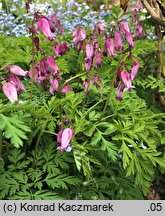 Dicentra formosa (serduszka piękne)