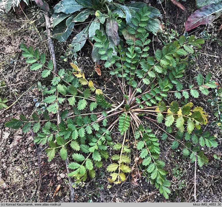 Potentilla supina (pięciornik niski)