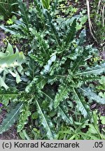 Cirsium arvense (ostrożeń polny)