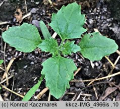 Chenopodium murale (komosa murowa)