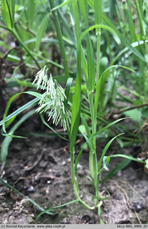 Lamarckia aurea (lamarkia złota)