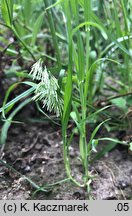 Lamarckia aurea (lamarkia złota)