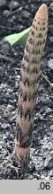 Equisetum arvense (skrzyp polny)