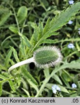 Papaver orientale (mak wschodni (ogr.))