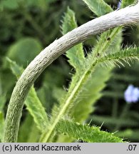 Papaver orientale (mak wschodni (ogr.))