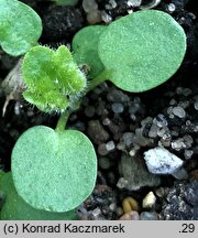 Betonica officinalis (bukwica zwyczajna)