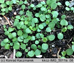 Betonica officinalis (bukwica zwyczajna)