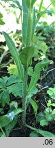 Campanula rapunculus (dzwonek rapunkuł)