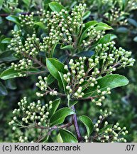 Pyracantha coccinea (ognik szkarłatny)