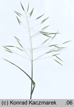 Bromus erectus (stokłosa prosta)