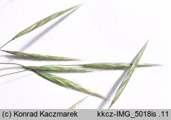 Bromus erectus (stokłosa prosta)