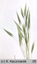 Bromus erectus (stokłosa prosta)