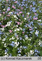 Myosotis sylvatica (niezapominajka leśna)