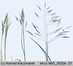 Bromus erectus (stokłosa prosta)