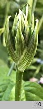 Ornithogalum angustifolium (śniedek baldaszkowaty)