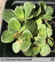 Calceolaria biflora (pantofelnik dwukwiatowy)