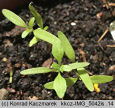 Chenopodium murale (komosa murowa)