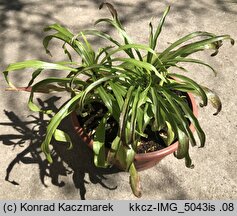 Lilium candidum (lilia biała)