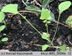 Sonchus tenerrimus