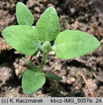 Chenopodium vulvaria (komosa mierzliwa)