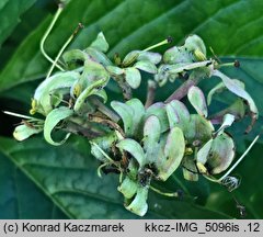 Lonicera caprifolium (wiciokrzew przewiercień)