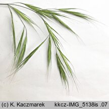 Bromus madritensis (stokłosa madrycka)