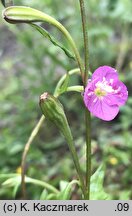 Oenothera rosea