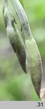 Oenothera rosea