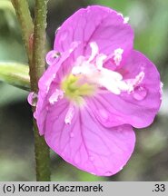 Oenothera rosea