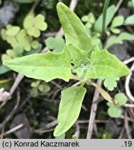 Chenopodium hybridum (komosa wielkolistna)