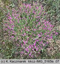 Dianthus deltoides (goździk kropkowany)