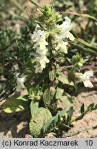 Stachys annua (czyściec roczny)