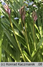 Hyacinthoides hispanica (hiacyntowiec hiszpański)