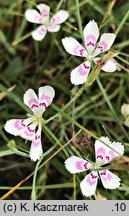 Dianthus deltoides (goździk kropkowany)