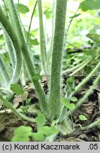 Chelidonium majus (glistnik jaskółcze ziele)