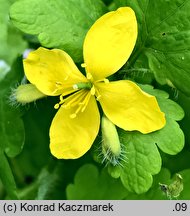 Chelidonium majus (glistnik jaskółcze ziele)