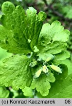 Chelidonium majus (glistnik jaskółcze ziele)