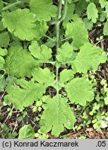 Chelidonium majus (glistnik jaskółcze ziele)