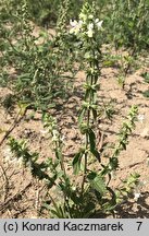 Stachys annua (czyściec roczny)