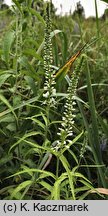 Veronica longifolia ssp. maritimum (przetacznik długolistny)