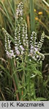 Veronica longifolia ssp. maritimum (przetacznik długolistny)