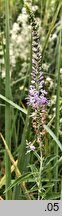 Veronica longifolia ssp. maritimum (przetacznik długolistny)